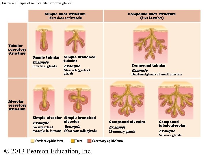 Figure 4. 5 Types of multicellular exocrine glands. Simple duct structure (duct does not