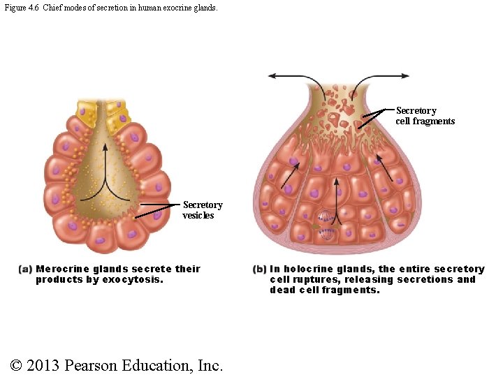 Figure 4. 6 Chief modes of secretion in human exocrine glands. Secretory cell fragments