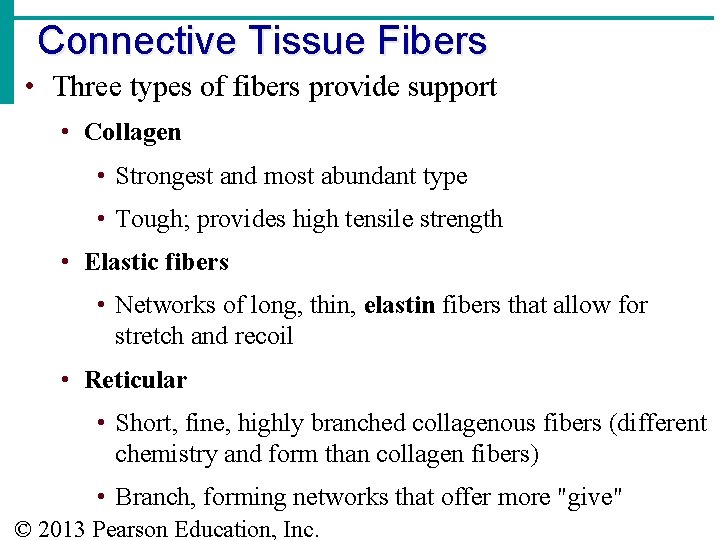 Connective Tissue Fibers • Three types of fibers provide support • Collagen • Strongest
