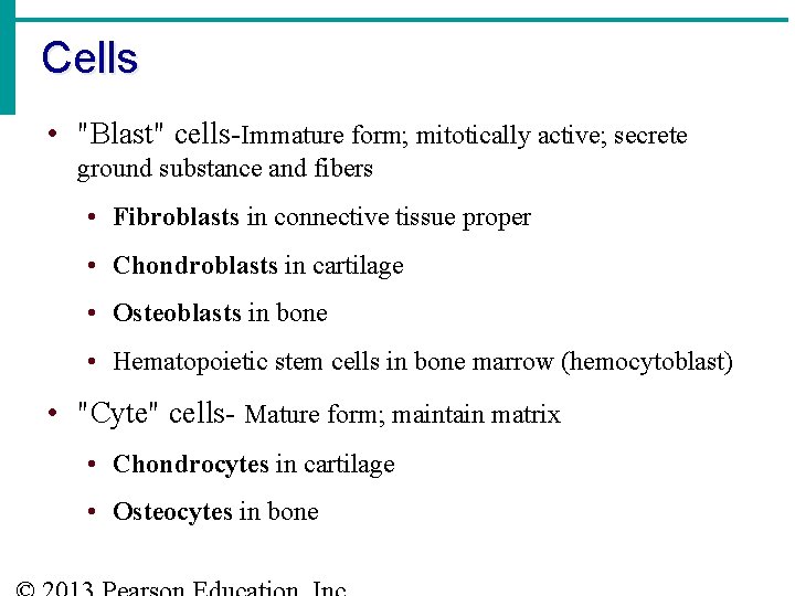 Cells • "Blast" cells-Immature form; mitotically active; secrete ground substance and fibers • Fibroblasts