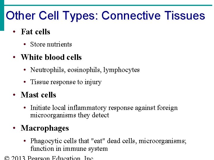 Other Cell Types: Connective Tissues • Fat cells • Store nutrients • White blood