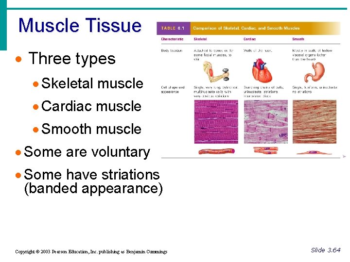 Muscle Tissue · Three types · Skeletal muscle · Cardiac muscle · Smooth muscle