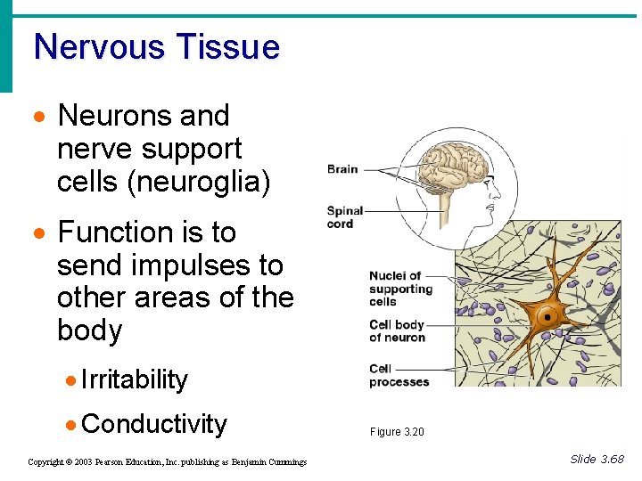 Nervous Tissue · Neurons and nerve support cells (neuroglia) · Function is to send