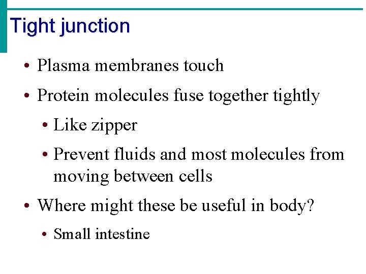 Tight junction • Plasma membranes touch • Protein molecules fuse together tightly • Like