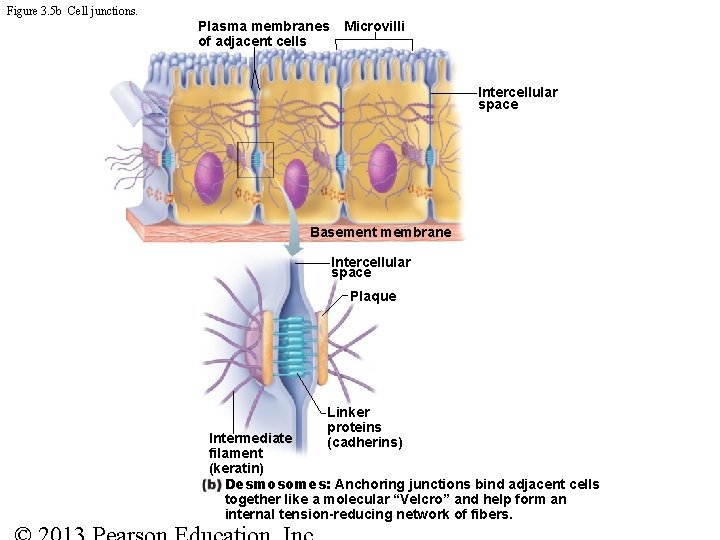 Figure 3. 5 b Cell junctions. Plasma membranes of adjacent cells Microvilli Intercellular space