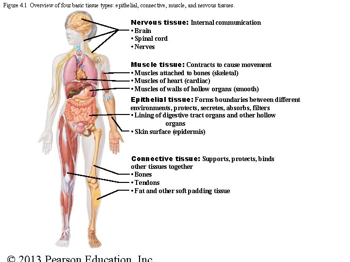 Figure 4. 1 Overview of four basic tissue types: epithelial, connective, muscle, and nervous