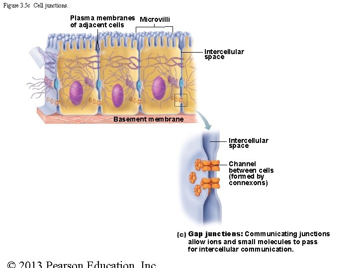 Figure 3. 5 c Cell junctions. Plasma membranes Microvilli of adjacent cells Intercellular space