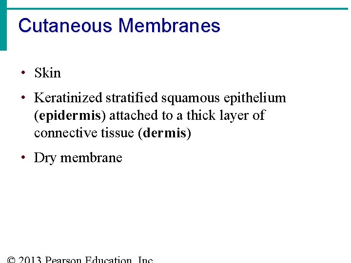 Cutaneous Membranes • Skin • Keratinized stratified squamous epithelium (epidermis) attached to a thick