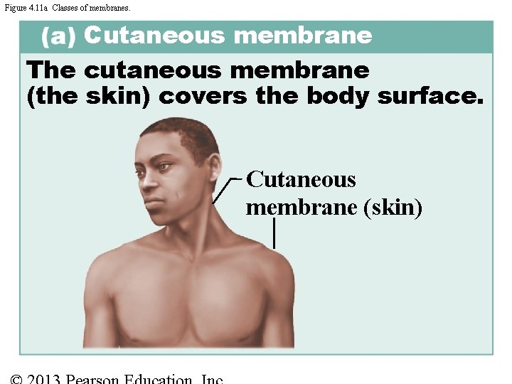 Figure 4. 11 a Classes of membranes. Cutaneous membrane The cutaneous membrane (the skin)