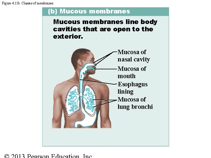 Figure 4. 11 b Classes of membranes. Mucous membranes line body cavities that are