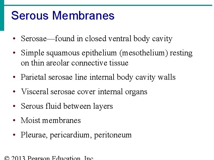 Serous Membranes • Serosae—found in closed ventral body cavity • Simple squamous epithelium (mesothelium)