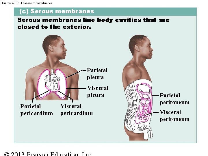 Figure 4. 11 c Classes of membranes. Serous membranes line body cavities that are