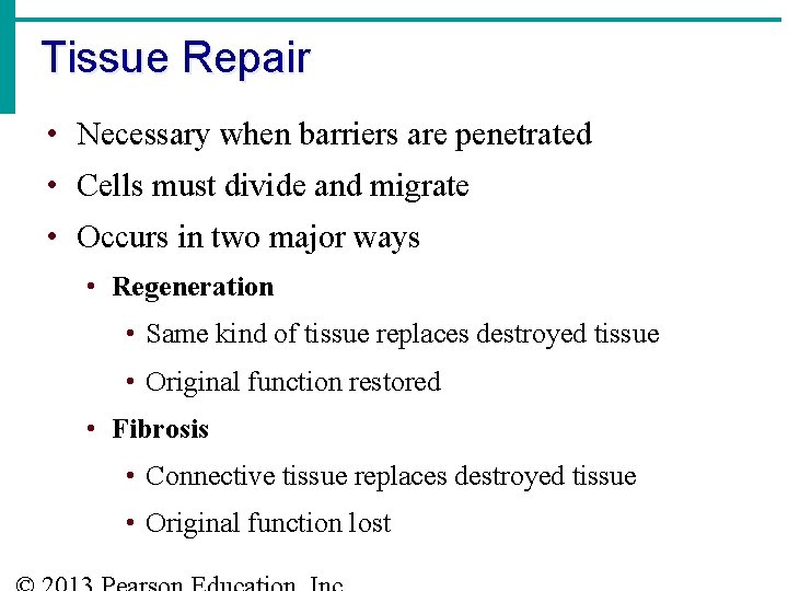 Tissue Repair • Necessary when barriers are penetrated • Cells must divide and migrate