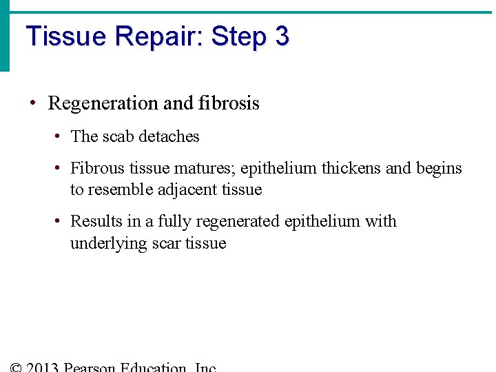 Tissue Repair: Step 3 • Regeneration and fibrosis • The scab detaches • Fibrous