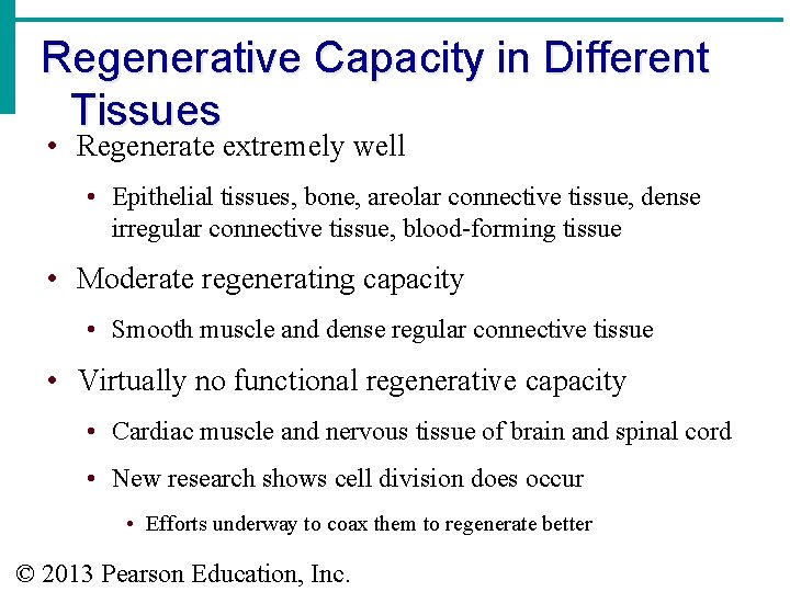 Regenerative Capacity in Different Tissues • Regenerate extremely well • Epithelial tissues, bone, areolar