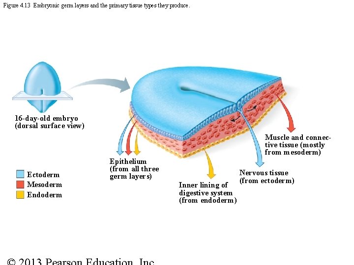 Figure 4. 13 Embryonic germ layers and the primary tissue types they produce. 16