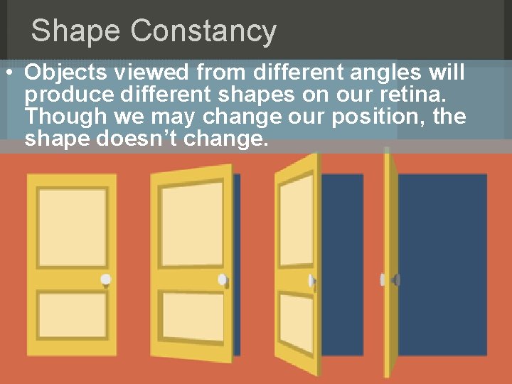 Shape Constancy • Objects viewed from different angles will produce different shapes on our
