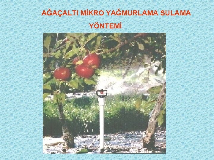 AĞAÇALTI MİKRO YAĞMURLAMA SULAMA YÖNTEMİ 