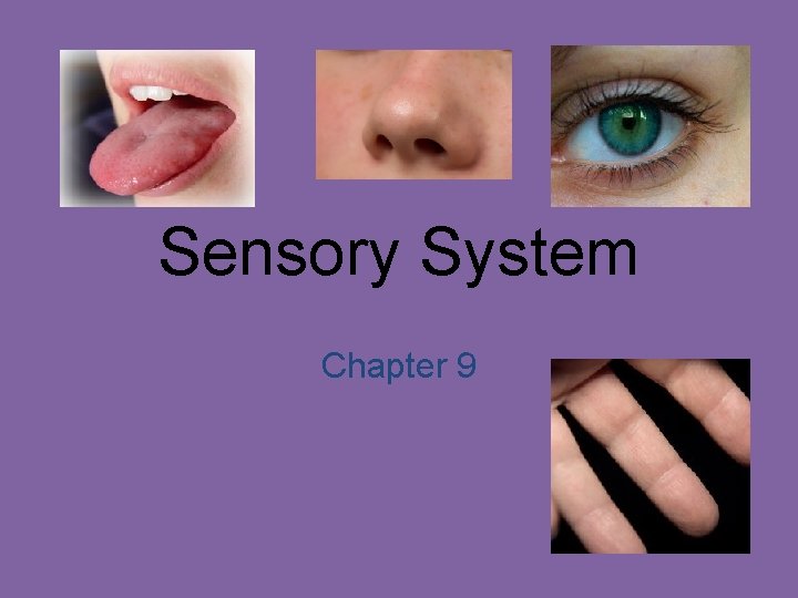 Sensory System Chapter 9 
