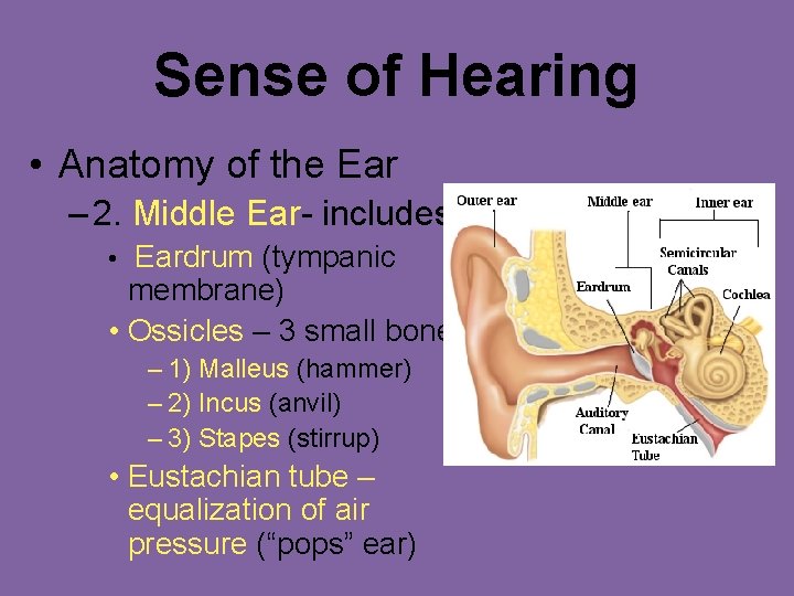 Sense of Hearing • Anatomy of the Ear – 2. Middle Ear- includes: •