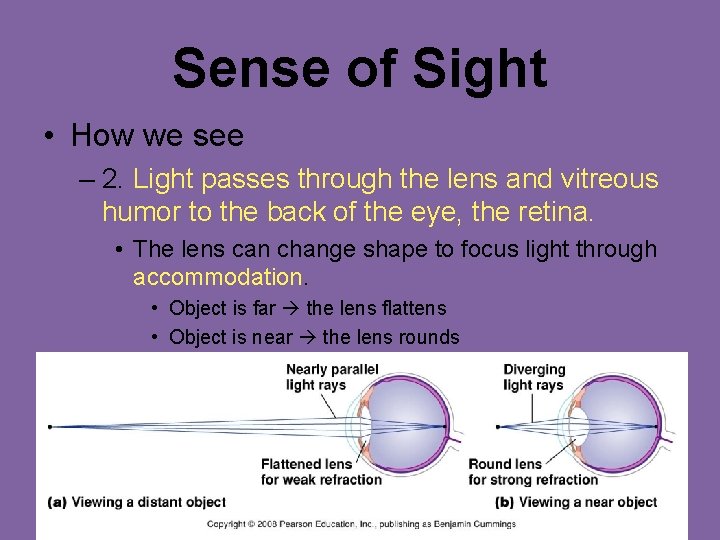 Sense of Sight • How we see – 2. Light passes through the lens