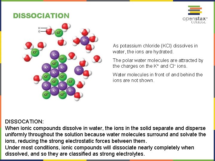 DISSOCIATION As potassium chloride (KCl) dissolves in water, the ions are hydrated. The polar DISSOCIATION As potassium chloride (KCl) dissolves in water, the ions are hydrated. The polar