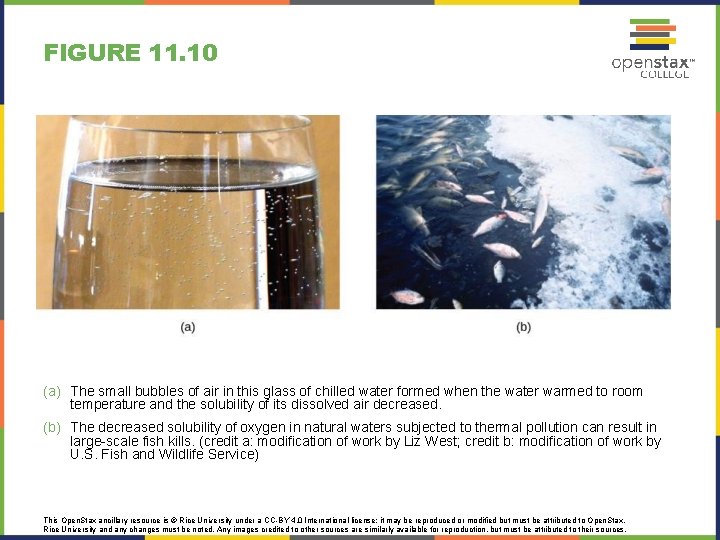 FIGURE 11. 10 (a) The small bubbles of air in this glass of chilled FIGURE 11. 10 (a) The small bubbles of air in this glass of chilled