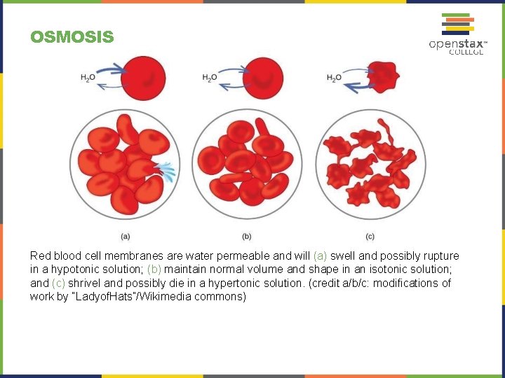 OSMOSIS Red blood cell membranes are water permeable and will (a) swell and possibly OSMOSIS Red blood cell membranes are water permeable and will (a) swell and possibly