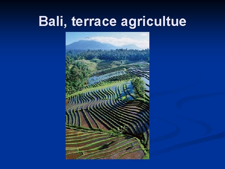 Bali, terrace agricultue 