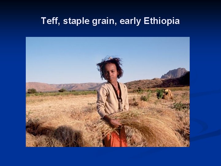 Teff, staple grain, early Ethiopia 