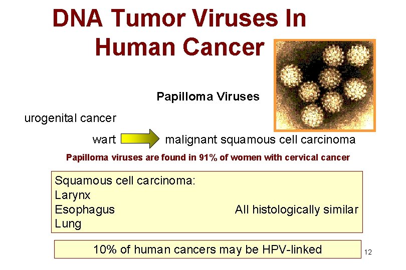 DNA Tumor Viruses In Human Cancer Papilloma Viruses urogenital cancer wart malignant squamous cell