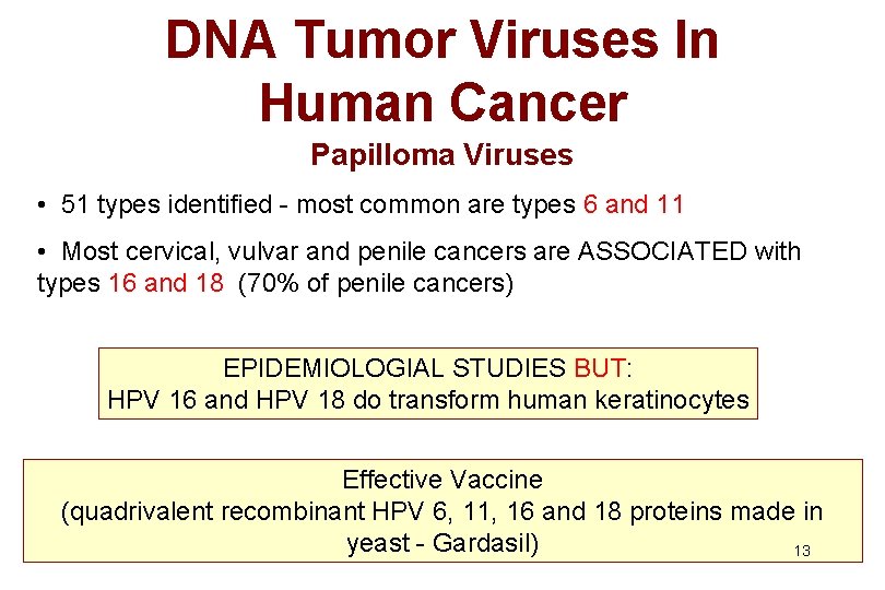 DNA Tumor Viruses In Human Cancer Papilloma Viruses • 51 types identified - most