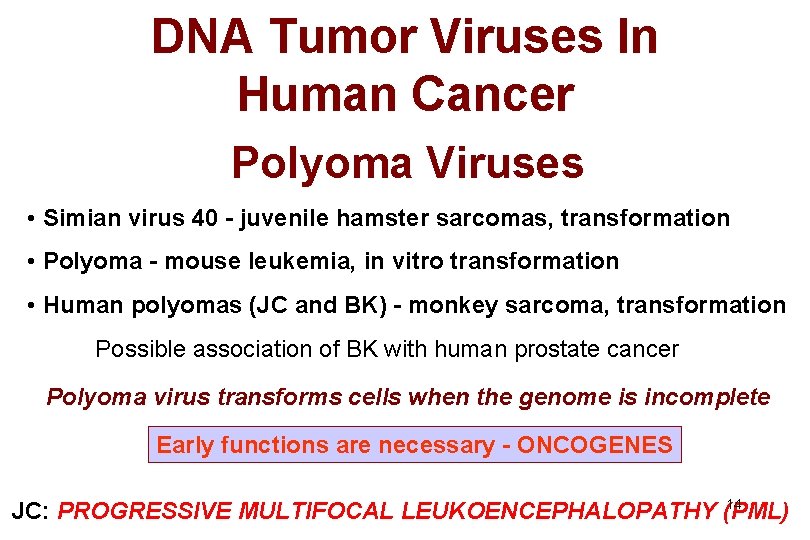 DNA Tumor Viruses In Human Cancer Polyoma Viruses • Simian virus 40 - juvenile