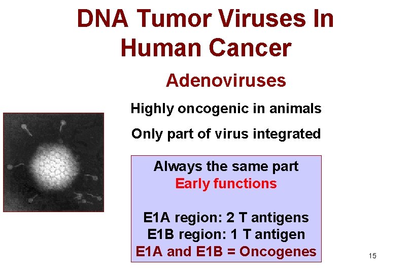 DNA Tumor Viruses In Human Cancer Adenoviruses Highly oncogenic in animals Only part of