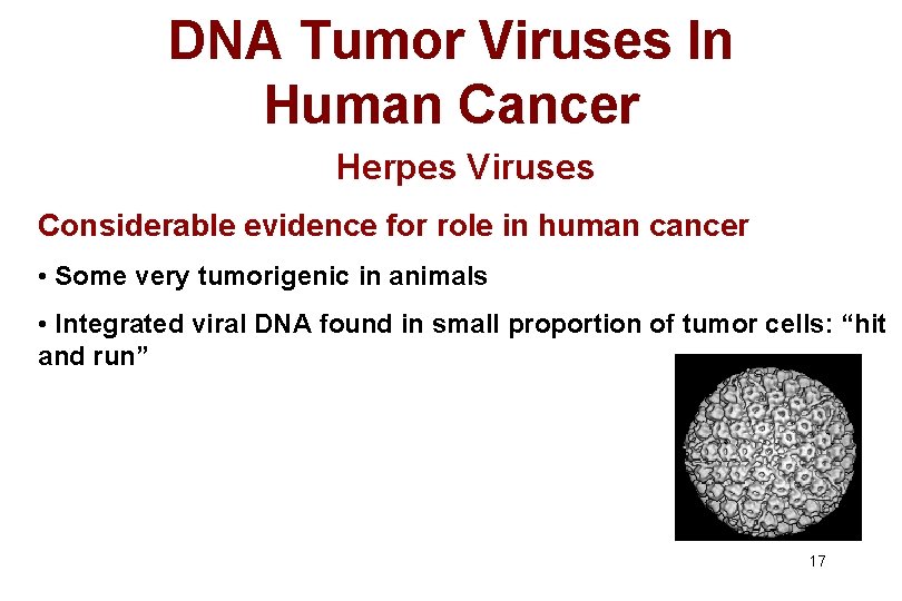 DNA Tumor Viruses In Human Cancer Herpes Viruses Considerable evidence for role in human