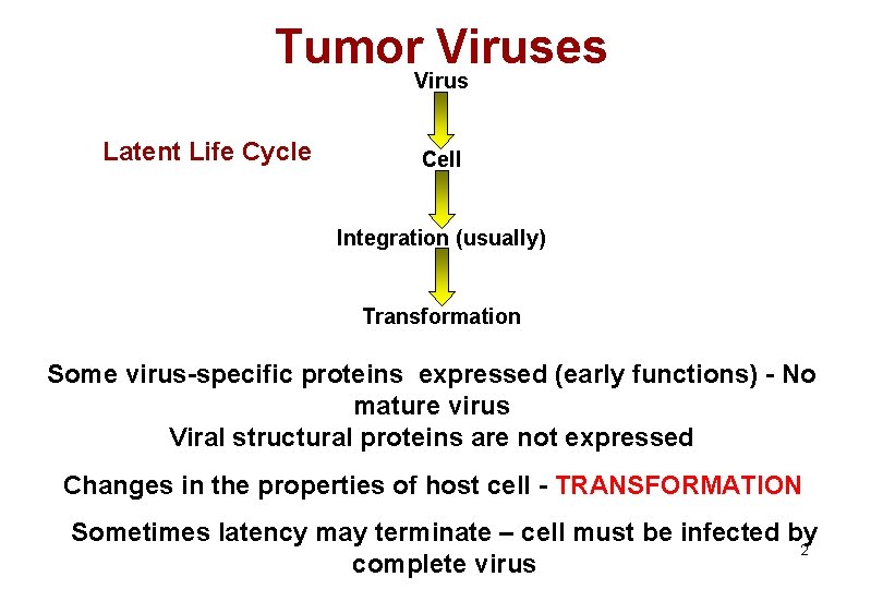 Tumor Viruses Virus Latent Life Cycle Cell Integration (usually) Transformation Some virus-specific proteins expressed