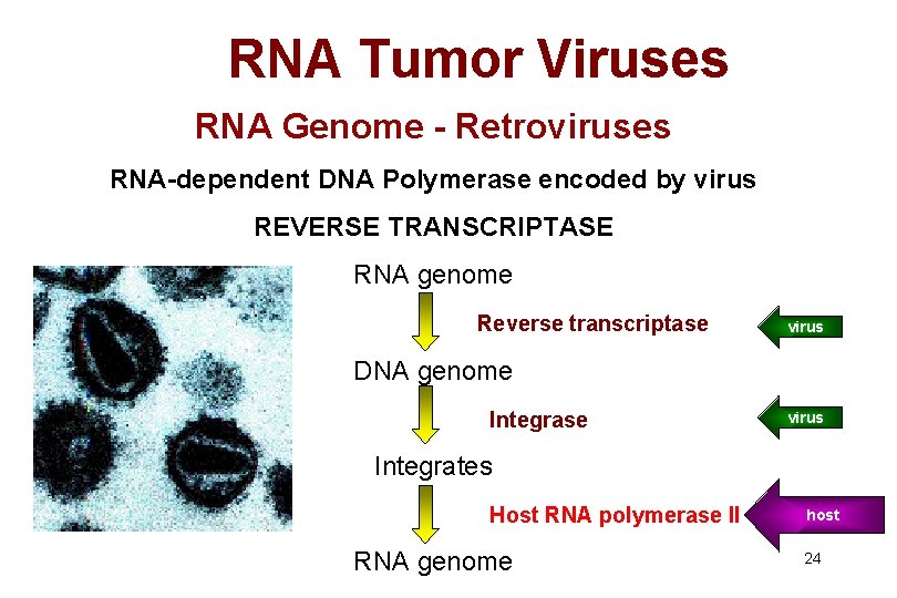 RNA Tumor Viruses RNA Genome - Retroviruses RNA-dependent DNA Polymerase encoded by virus REVERSE
