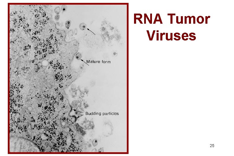 RNA Tumor Viruses 25 