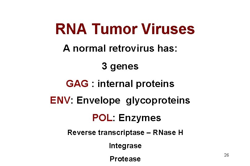 RNA Tumor Viruses A normal retrovirus has: 3 genes GAG : internal proteins ENV: