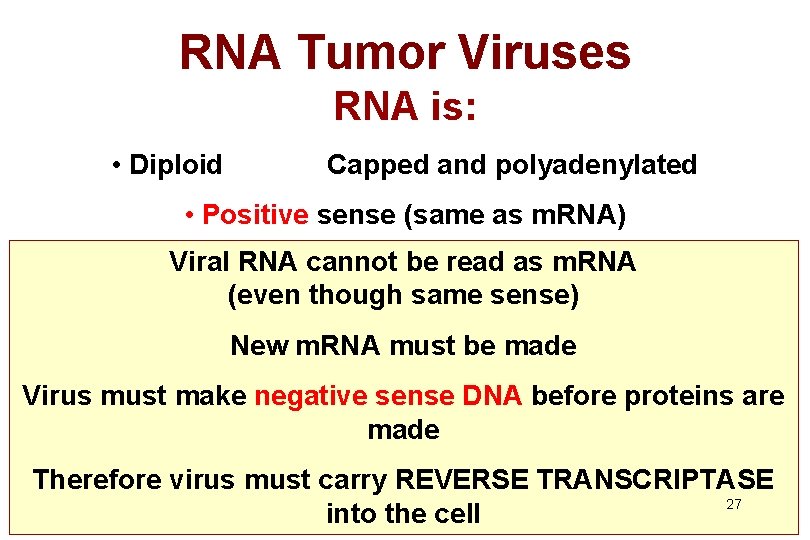 RNA Tumor Viruses RNA is: • Diploid Capped and polyadenylated • Positive sense (same