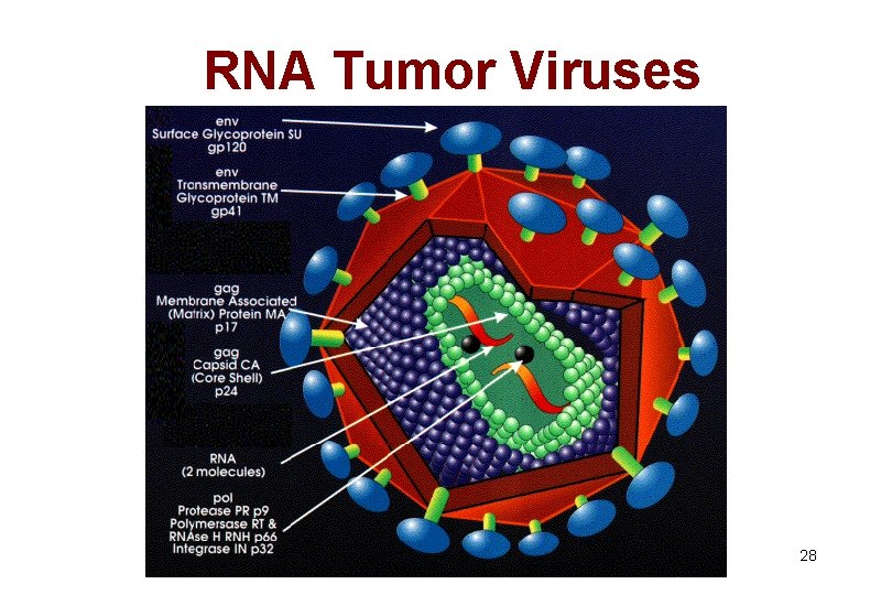 RNA Tumor Viruses 28 