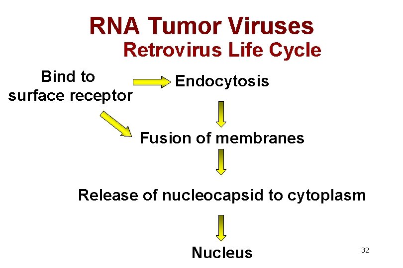 RNA Tumor Viruses Retrovirus Life Cycle Bind to surface receptor Endocytosis Fusion of membranes