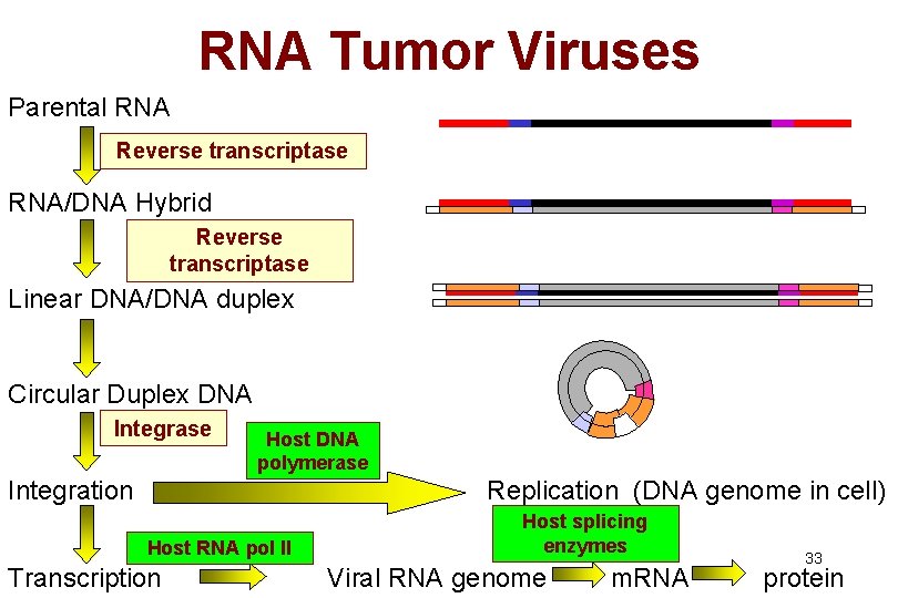 RNA Tumor Viruses Parental RNA Reverse transcriptase RNA/DNA Hybrid Reverse transcriptase Linear DNA/DNA duplex