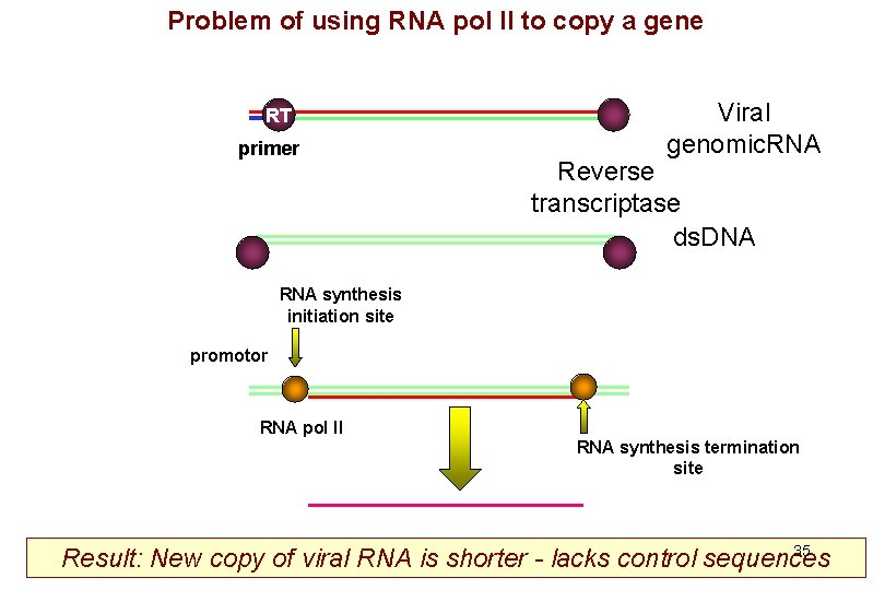 Problem of using RNA pol II to copy a gene RT primer Viral genomic.