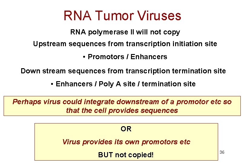 RNA Tumor Viruses RNA polymerase II will not copy Upstream sequences from transcription initiation