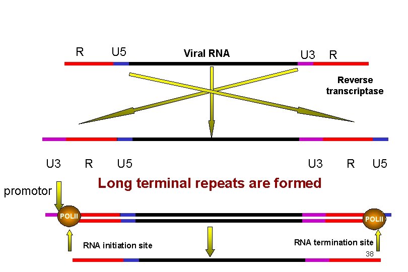 R U 5 Viral RNA U 3 R Reverse transcriptase U 3 R U