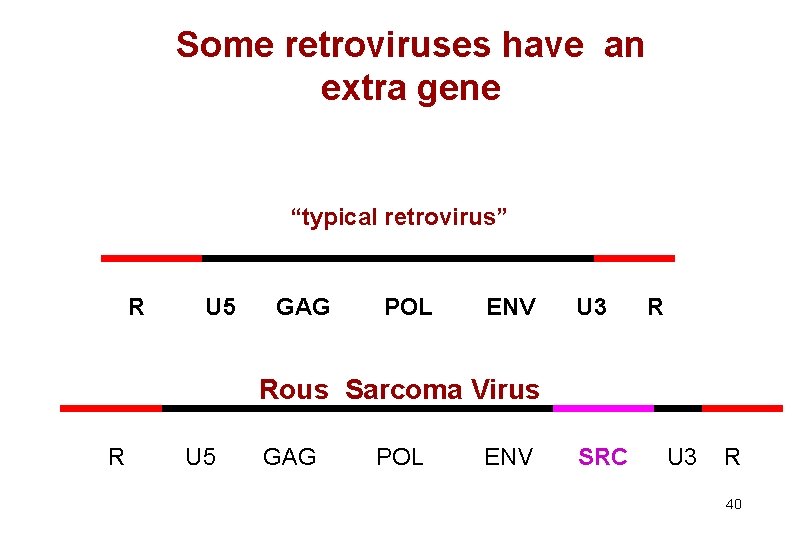 Some retroviruses have an extra gene “typical retrovirus” R U 5 GAG POL ENV