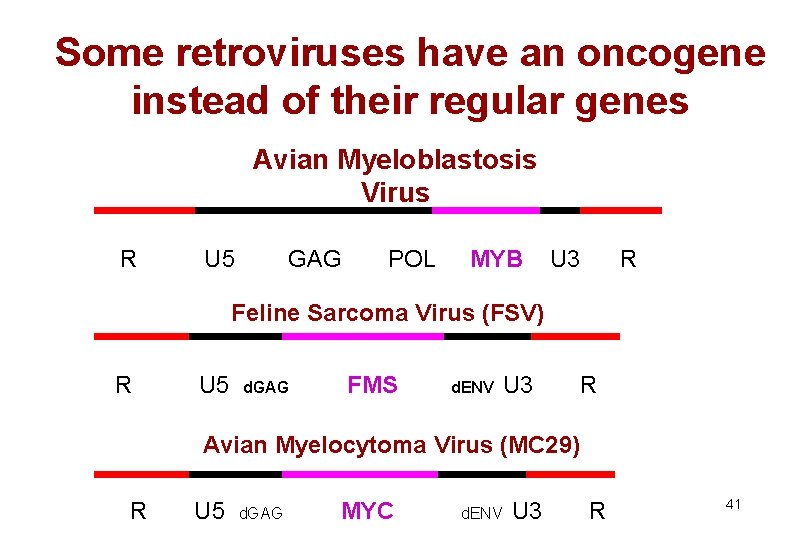 Some retroviruses have an oncogene instead of their regular genes Avian Myeloblastosis Virus R