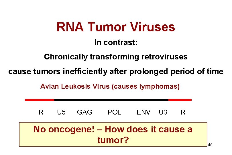 RNA Tumor Viruses In contrast: Chronically transforming retroviruses cause tumors inefficiently after prolonged period