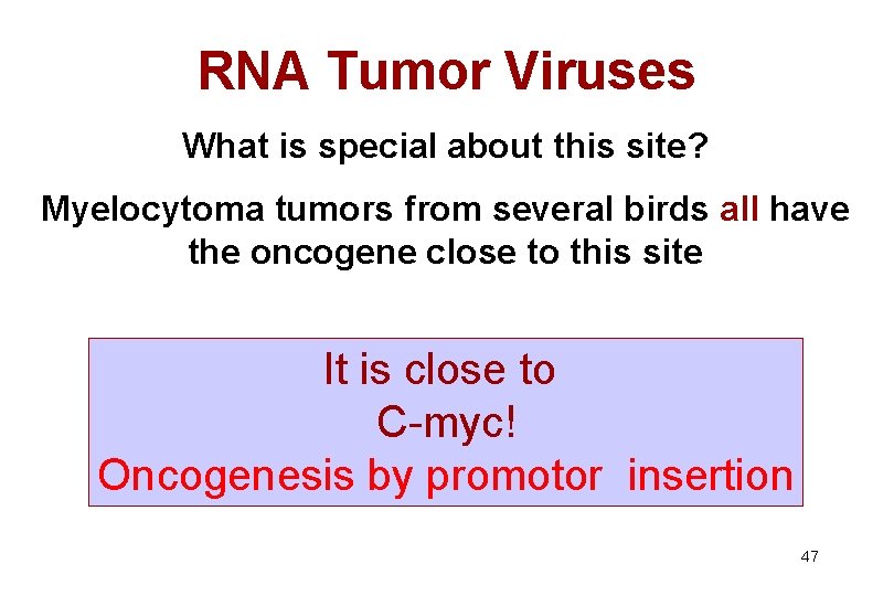 RNA Tumor Viruses What is special about this site? Myelocytoma tumors from several birds